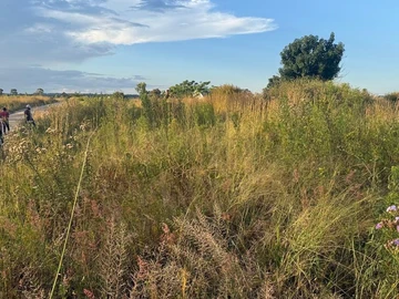 Stands & Residential Land