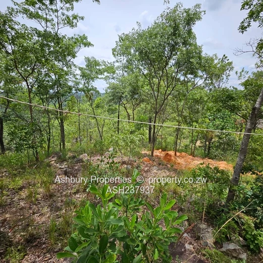 A rare to find stand at the Heart of Glen Lorne on Folyjon Crescent.