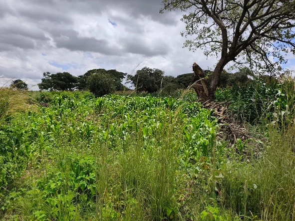 Commercial & Industrial Land