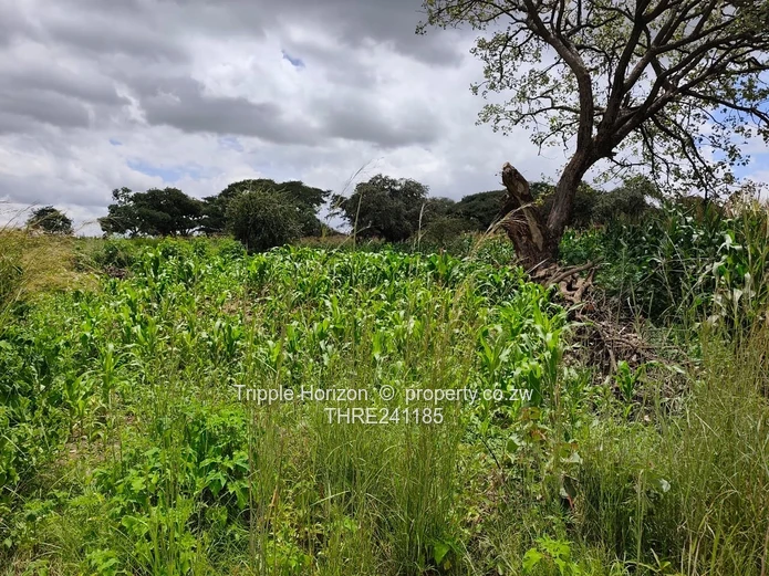 Msasa industrial stand