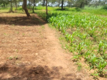 Farm & Agricultural Land