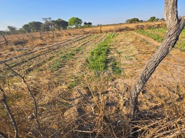 Farm & Agricultural Land