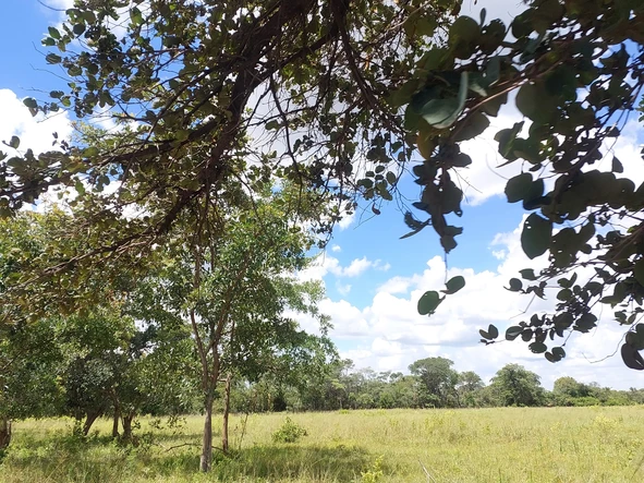 Farm & Agricultural Land
