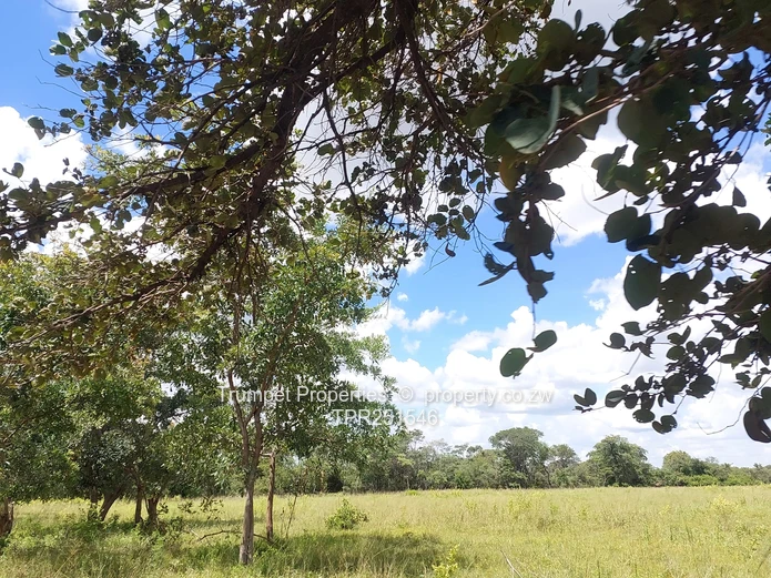 75 Hectare farm , with 3 Dams in Chivhu for Sale