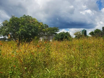 Farm & Agricultural Land