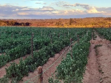 Farm & Agricultural Land