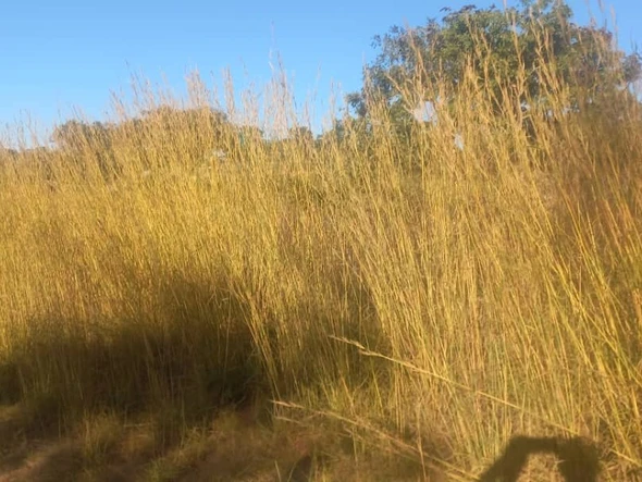 Melford Plots 33ha by 7 asking price $330k 