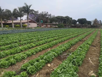 Farm & Agricultural Land