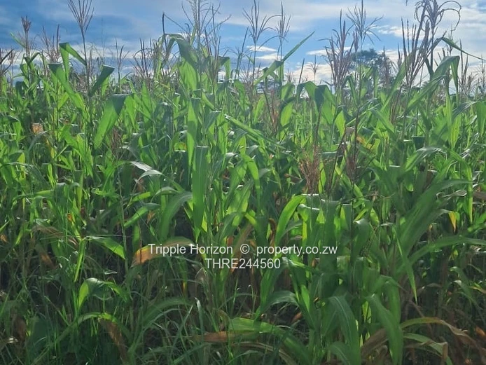 Kadoma mari Mari plot for sale 