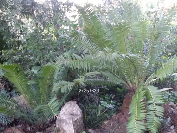 Scenic 4100m² Crowhill Property 