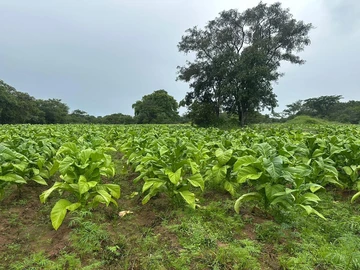 Farm & Agricultural Land