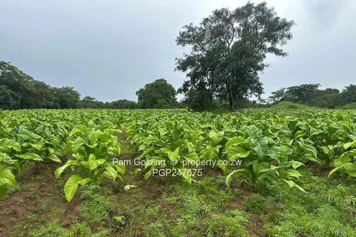 Farm for sale