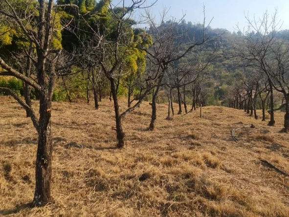 Farm & Agricultural Land