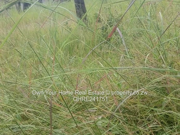 Borrowdale Carrick stands.A choice of 3: