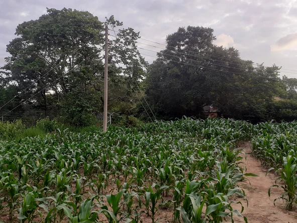 Stands & Residential Land