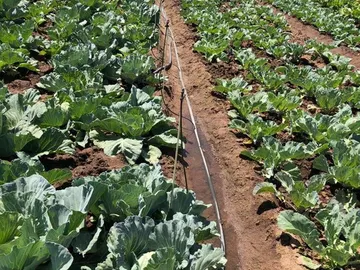 Farm & Agricultural Land