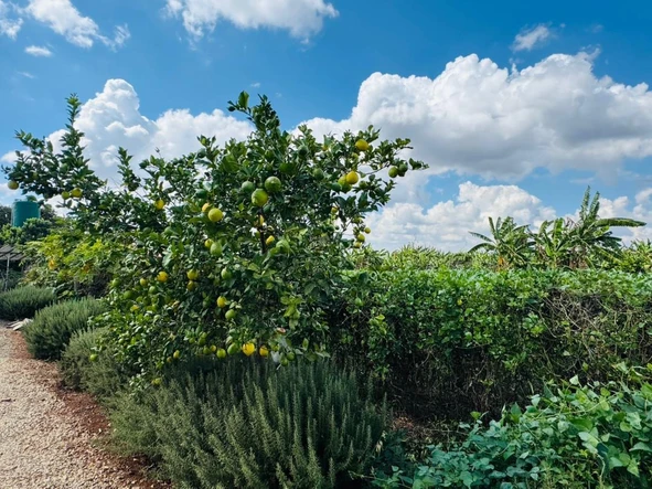 Farm & Agricultural Land