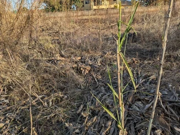 Stands & Residential Land