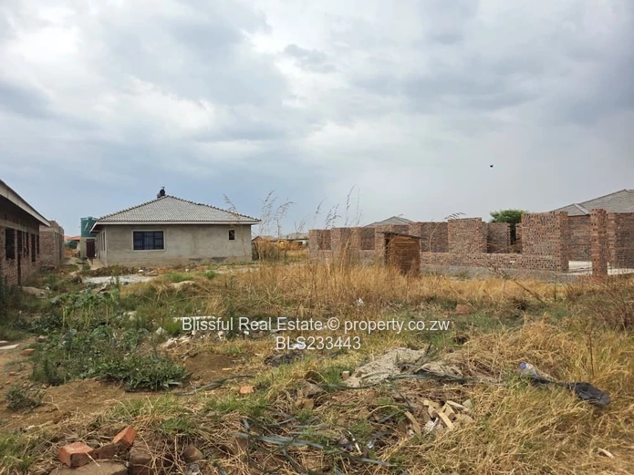 glaudina stand for sale