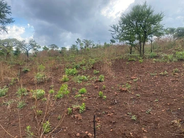 Stands & Residential Land