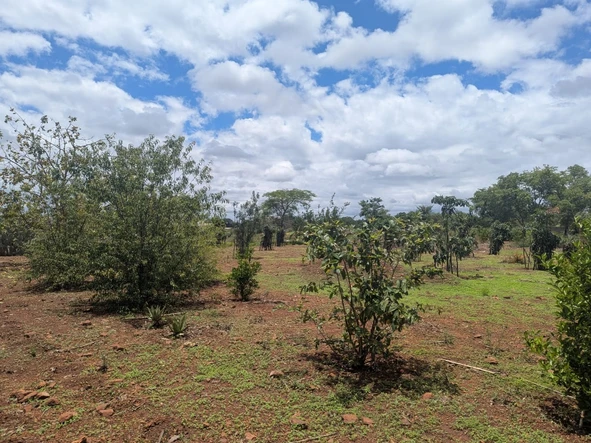 Commercial & Industrial Land