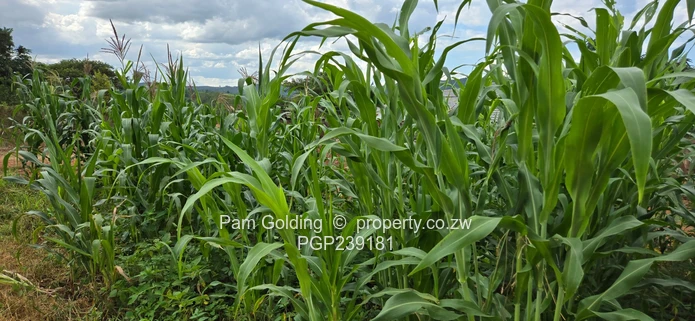 Spacious residential stand near the gold
