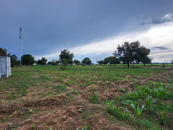 Stands & Residential Land