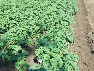 Farm & Agricultural Land