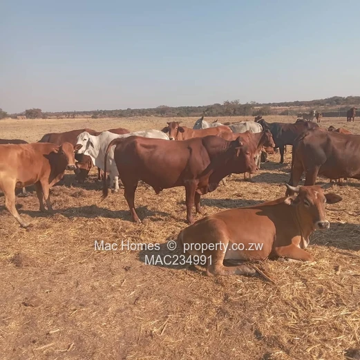 20ha Melfort Farm — Dam, Grazing, Cattle Kraal & Homes