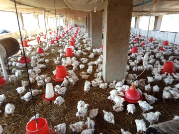 Farm & Agricultural Land