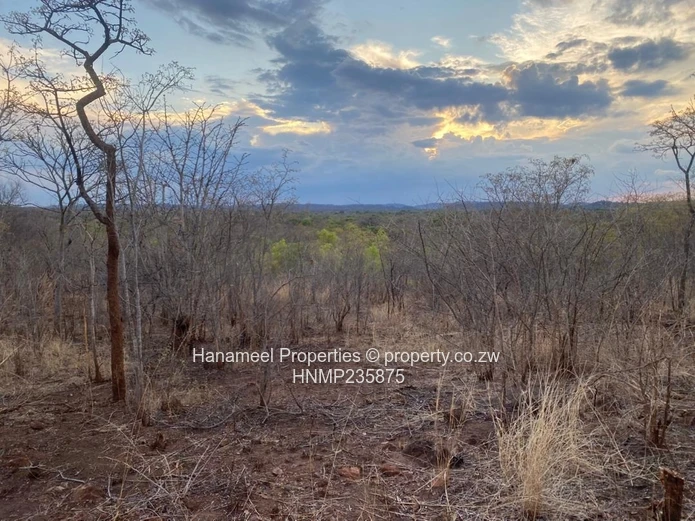 Kwekwe Msasa/ Golden Acres