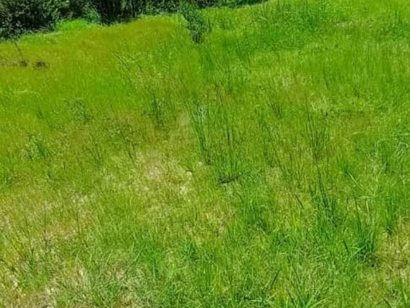 Prime Residential Land in Damofalls with Modern Amenities with Title Deeds!