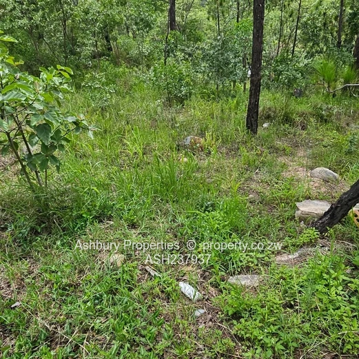 A rare to find stand at the Heart of Glen Lorne on Folyjon Crescent.