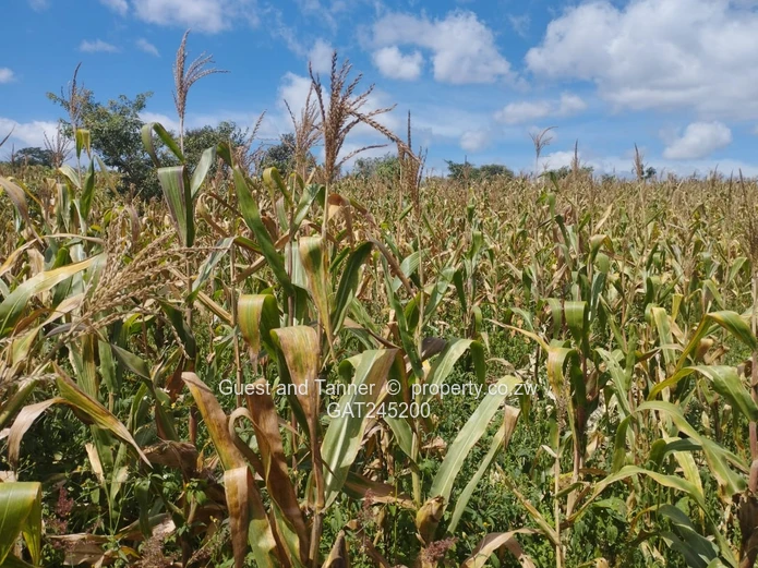 Residential Land For Sale In Buckland Terraces Estate Pomona