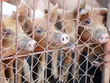 Farm & Agricultural Land