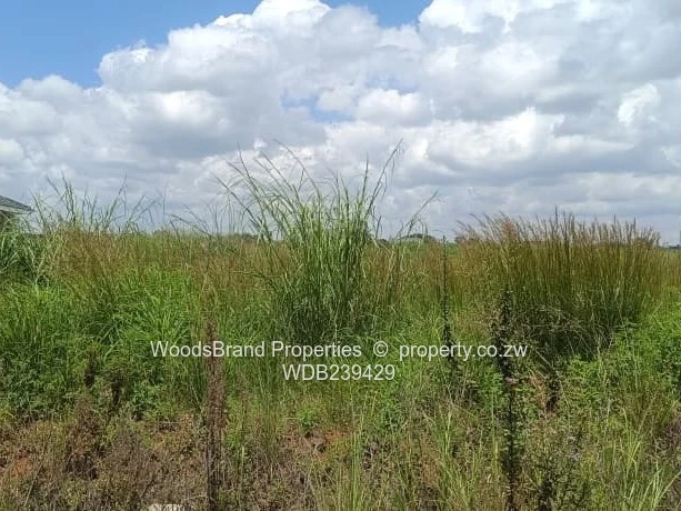 Shineplus Stand for sale