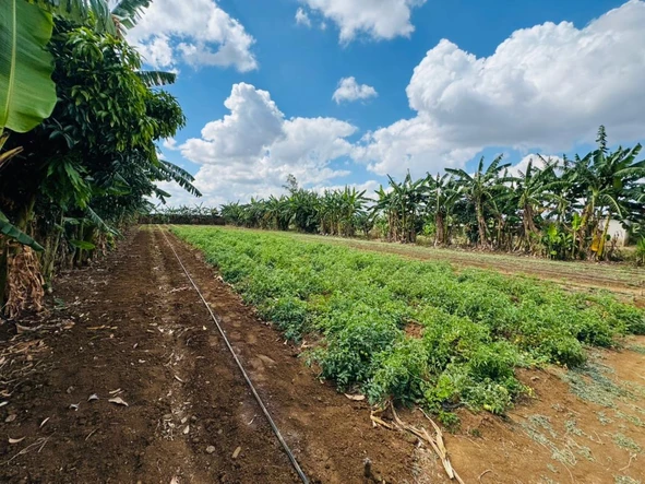 Farm & Agricultural Land