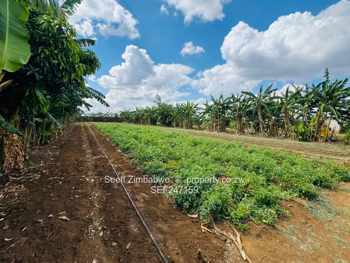 Prime Multi-Purpose Plot | Knowe, Norton