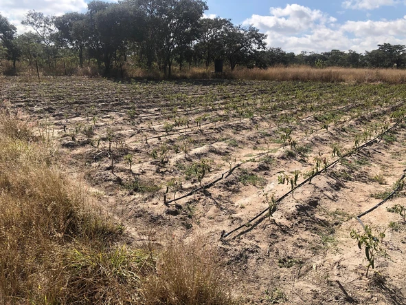 Farm & Agricultural Land