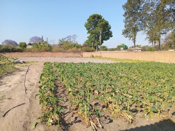 Stands & Residential Land