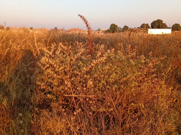 Commercial & Industrial Land