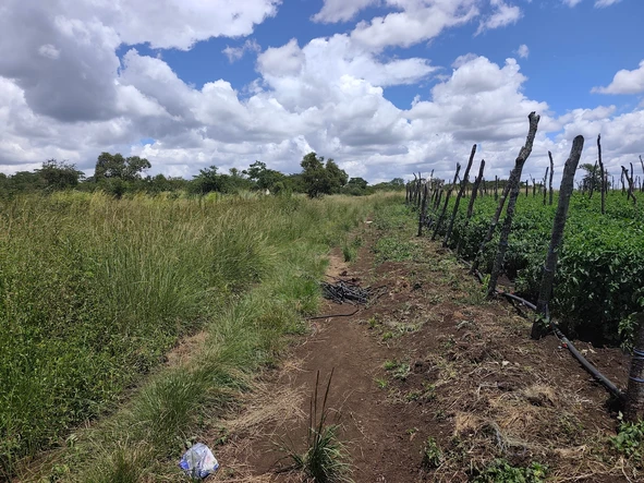 Farm & Agricultural Land