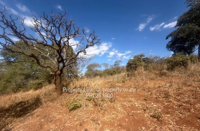 Premium Stand For Sale - Glen Lorne