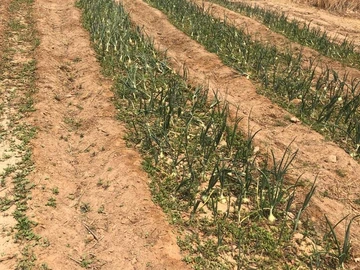 Farm & Agricultural Land