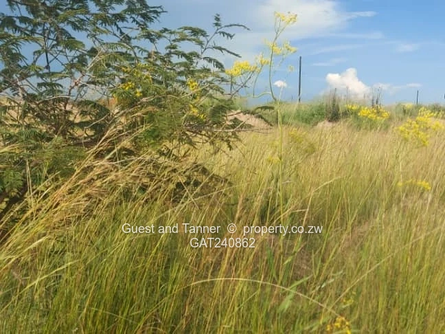 A Choice of 2 Nyabira Rosewood Stands for Sale