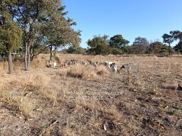 Agro Residential Plot - 178 Clon Moran, Kadoma 