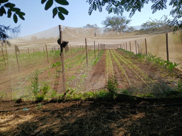 Farm & Agricultural Land