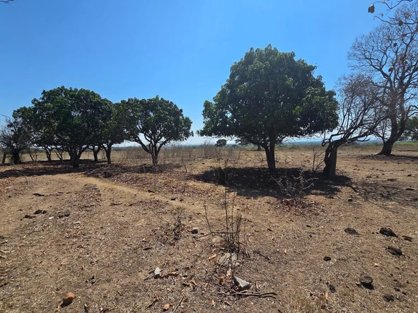 Farm & Agricultural Land