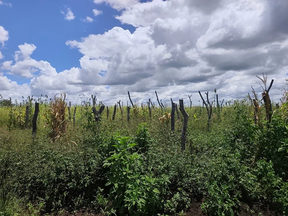 Farm & Agricultural Land