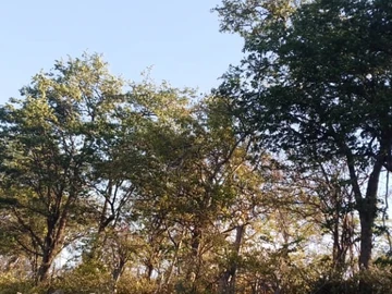 Commercial & Industrial Land